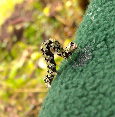 Odontopera bidentata