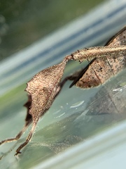 Leptoglossus concolor