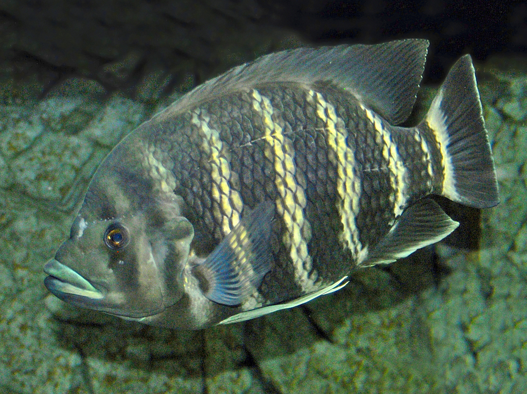 Zebra Tilapia (Freshwater fish of Florida) · iNaturalist