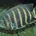Zebra Tilapia - Photo (c) Hectonichus, some rights reserved (CC BY-SA)
