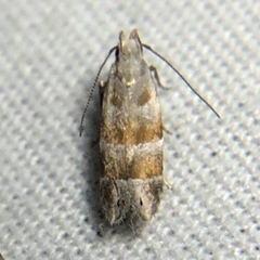 Battaristis vittella