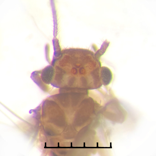 Ectopsocus briggsi, photo 4 of 8