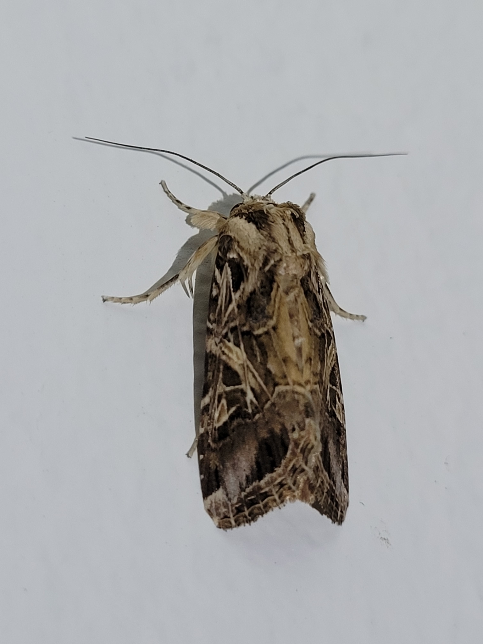 Gusano de la hoja del algodonero