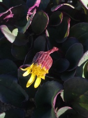 Senecio soldanella