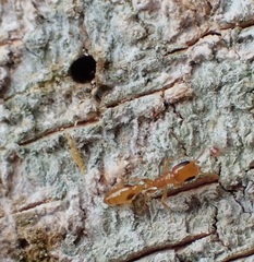 Pseudomyrmex simplex