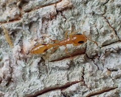 Pseudomyrmex simplex
