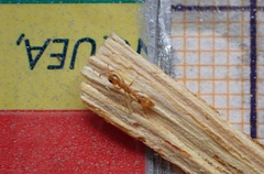 Pseudomyrmex simplex