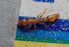 Pseudomyrmex simplex