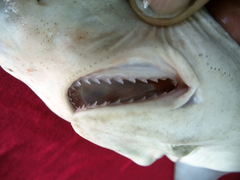 Milk Shark photo 4