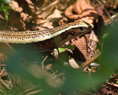 Zonosaurus madagascariensis