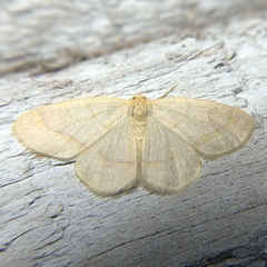 Lambdina pultaria