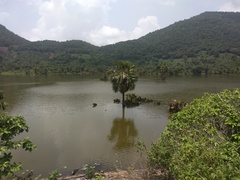 Borassus flabellifer