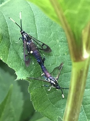 Synanthedon fatifera