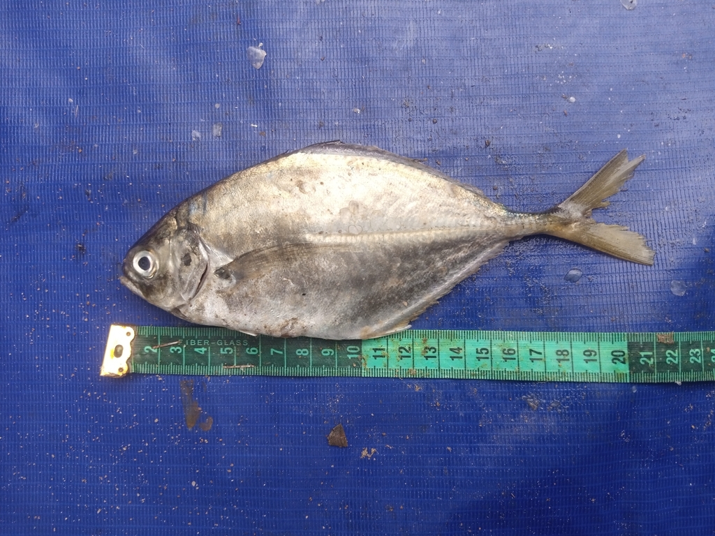 Tweekleur-horsmakreel (Hemicaranx bicolor) — Carangidae