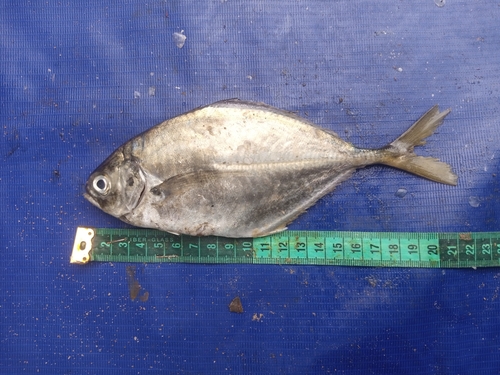 Bicolor jack (Hemicaranx bicolor) — Carangidae