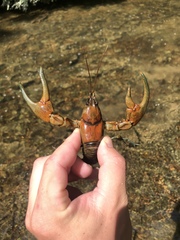 Cambarus chasmodactylus