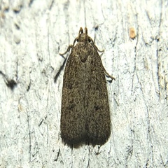 Glyphidocera