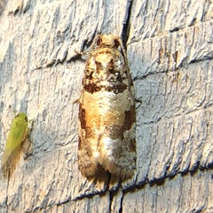 Argyrotaenia kimballi
