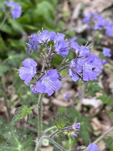 Fernleaf phacelia (Phacelia bipinnatifida)