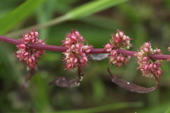 Rumex ucranicus