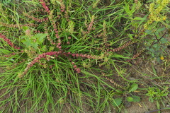 Rumex ucranicus