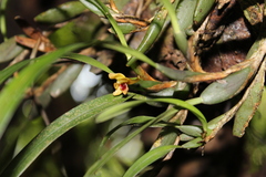 Maxillaria variabilis