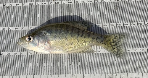 White crappie (Pomoxis annularis) — Centrarchidae — 5
