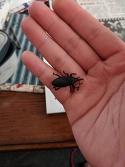 Cactophagus spinolae validus