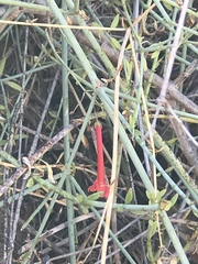 Gambelia juncea