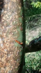 Cactoblastis cactorum