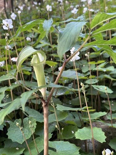 Arisaema yamatense, photograph 4