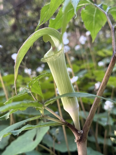 Arisaema yamatense, photograph 5
