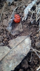 Cactoblastis cactorum