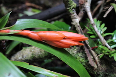 Guzmania nicaraguensis