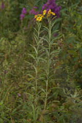 Jacobaea paludosa lanata