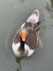 Anser anser domesticus