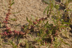 Rumex ucranicus