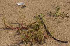 Rumex ucranicus