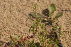 Rumex ucranicus