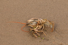 Pontastacus leptodactylus