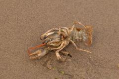 Pontastacus leptodactylus