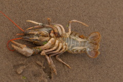 Pontastacus leptodactylus