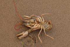 Pontastacus leptodactylus