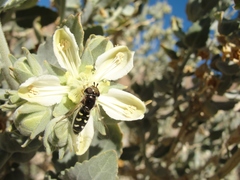 Austroscaeva melanostoma