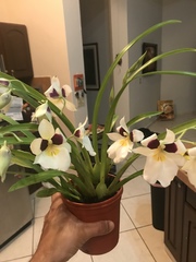 Miltoniopsis