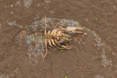 Pontastacus leptodactylus