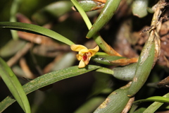 Maxillaria variabilis