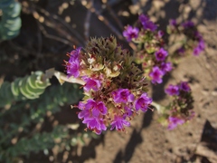 Cistanthe salsoloides