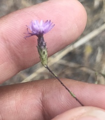 Lessingia arachnoidea