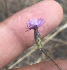 Lessingia arachnoidea